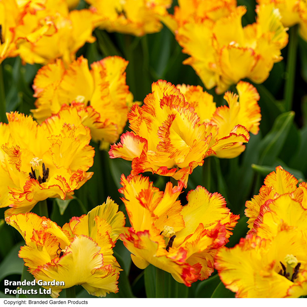 Tulip 'Caribbean Parrot' image