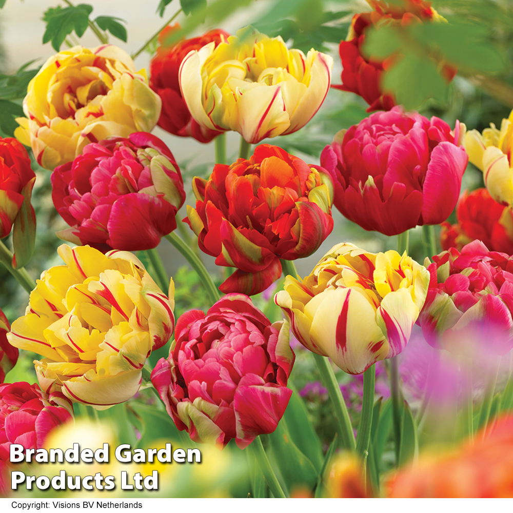 Tulip 'Colour Carnival' image