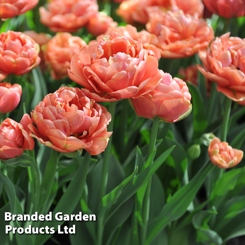 Tulip 'Copper Image' image