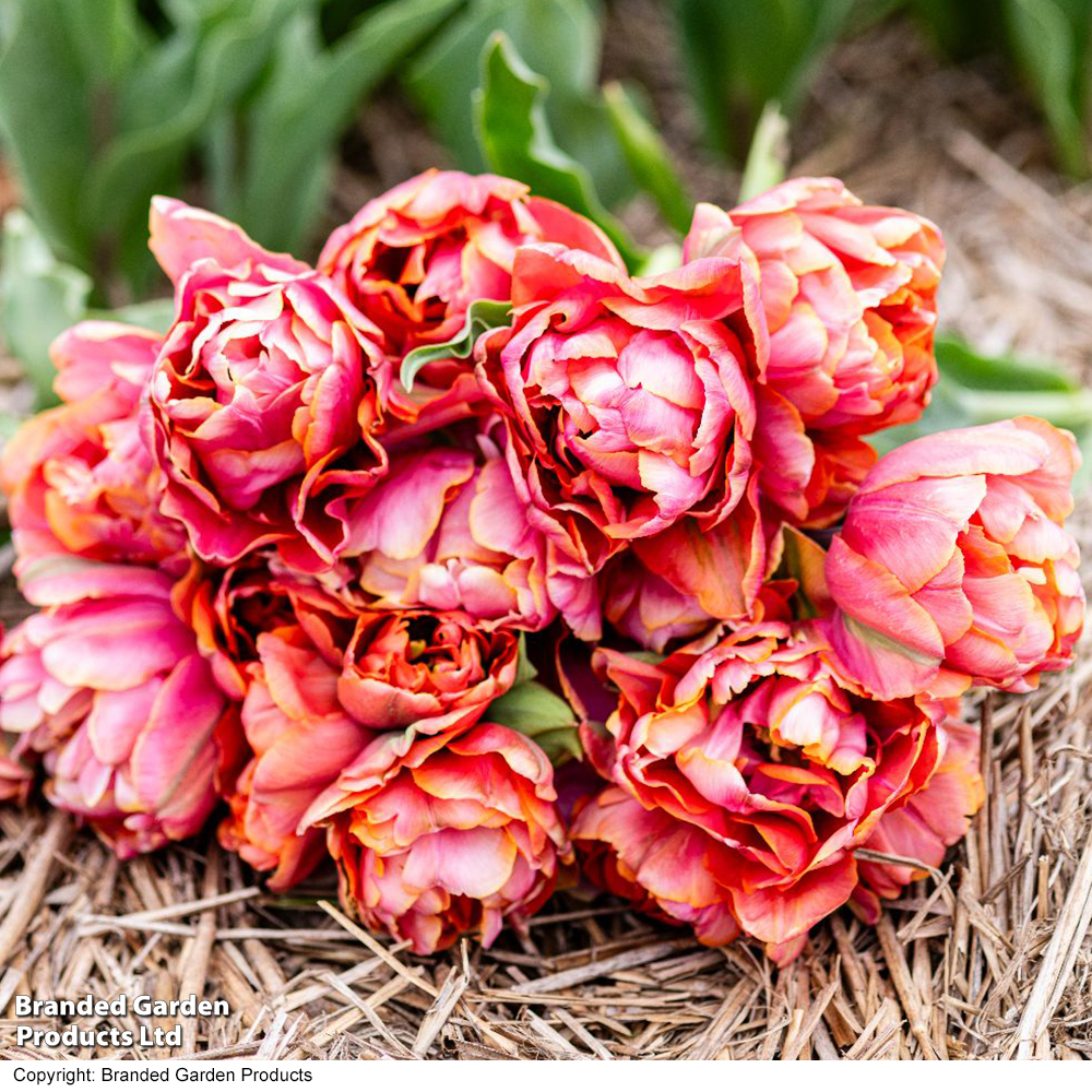Tulip 'Coral Ruffles' image