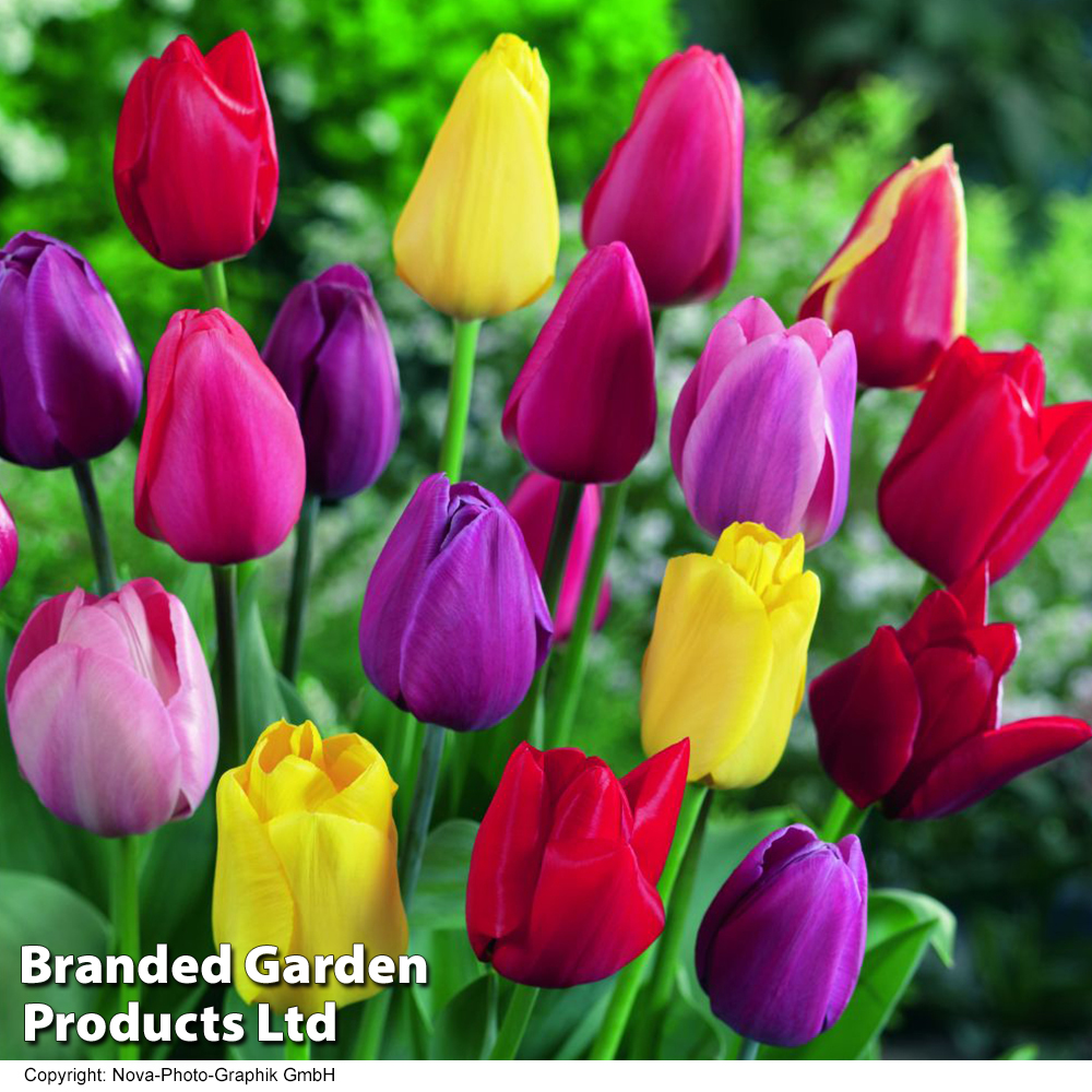 Tulip 'Darwin Mixed' image