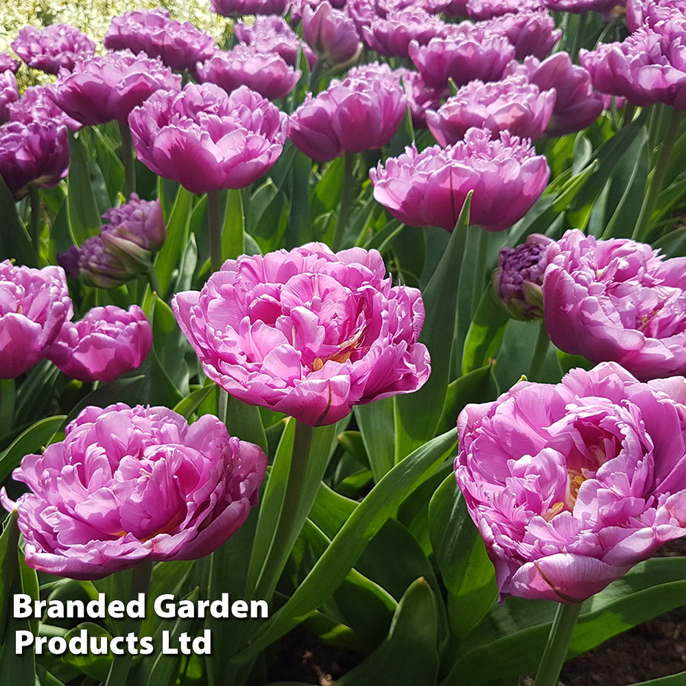 Tulip 'Double Flag' image