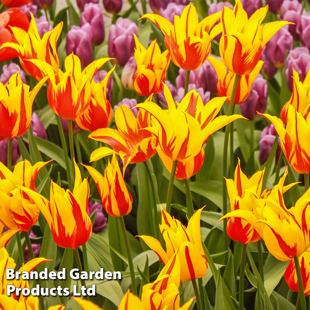 Tulip 'Fire Wings' image