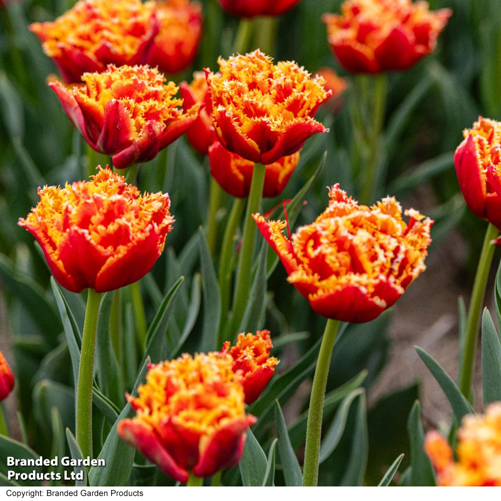 Tulip 'Flames of Passion' image