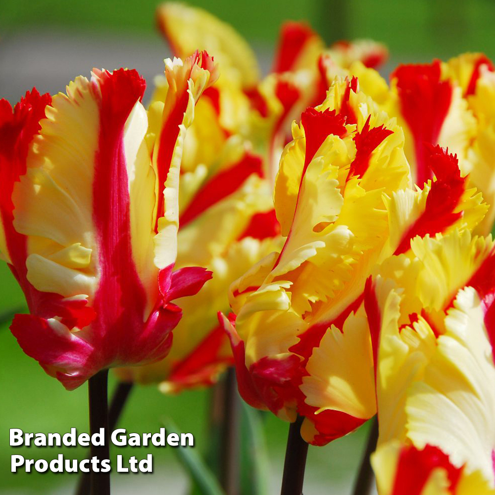 Tulip 'Flaming Parrot' image