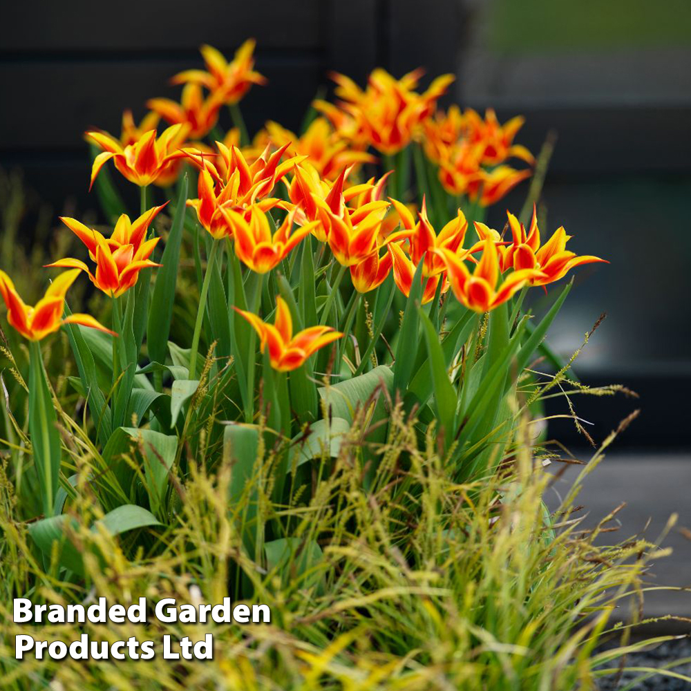 Tulip 'Fly Away' image