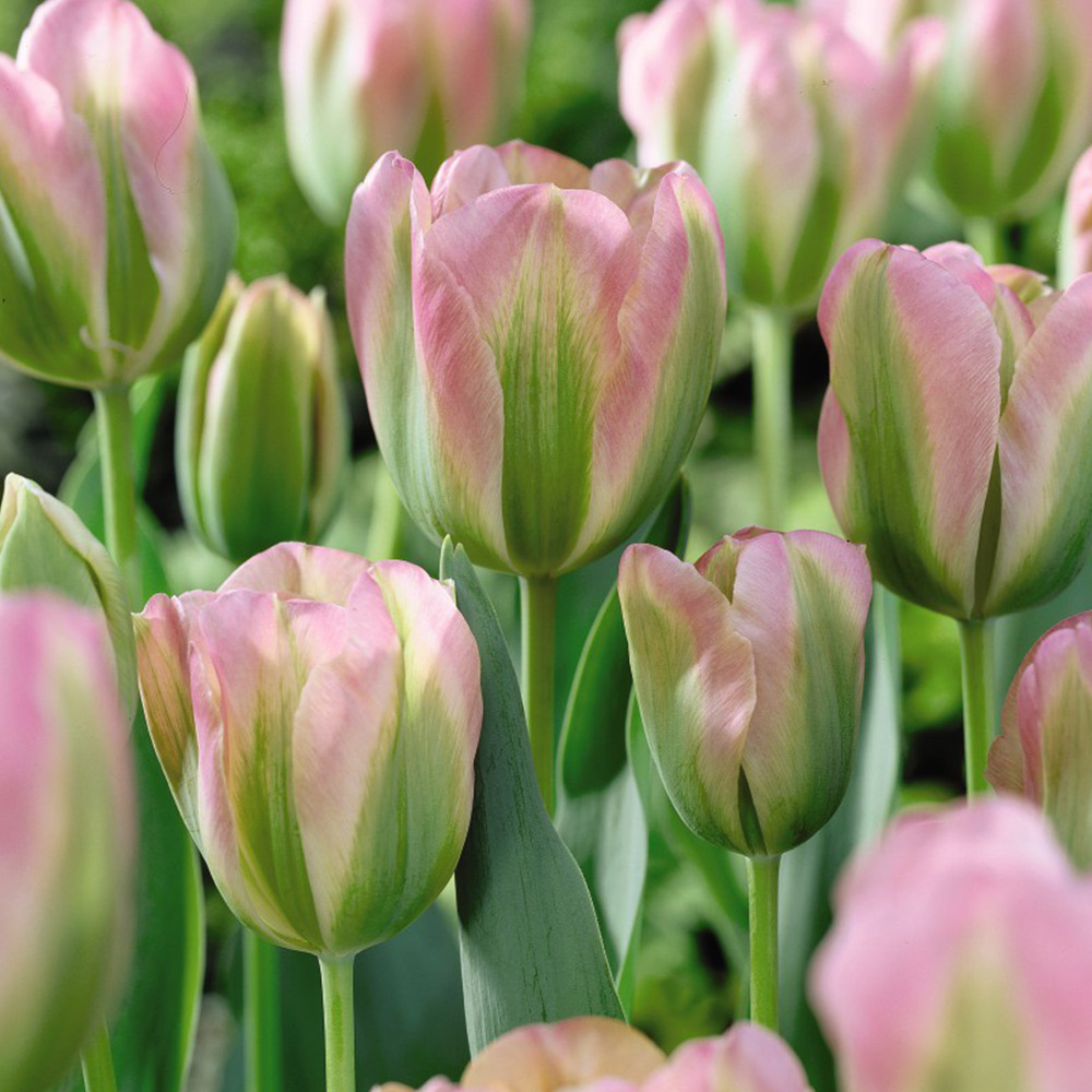 Tulip 'Greenland' image