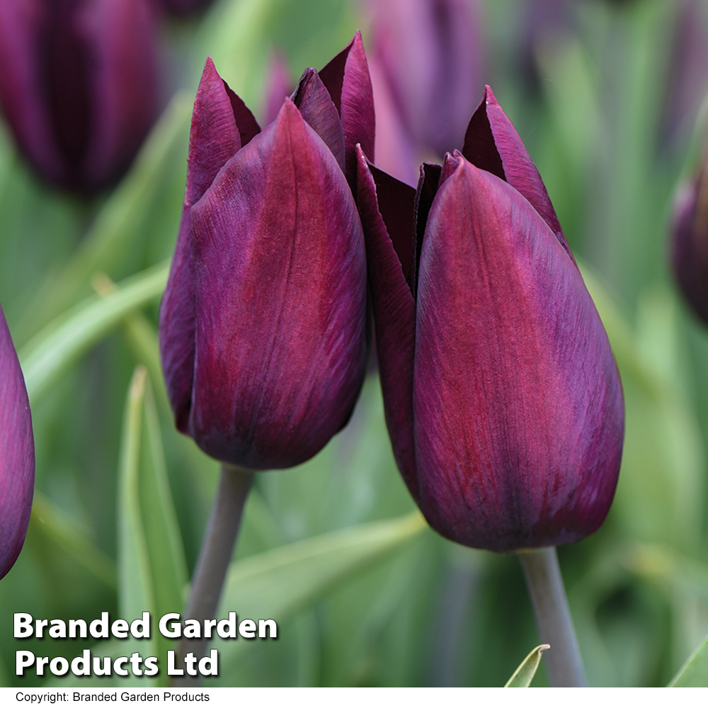 Tulip 'Havran' image
