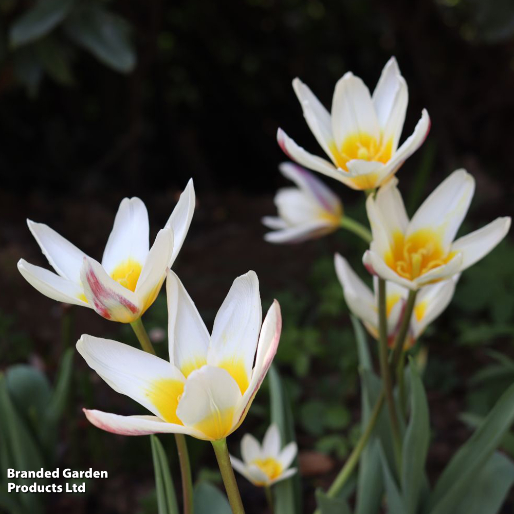 Tulip 'Ice Stick' (Kaufmanniana Group) image