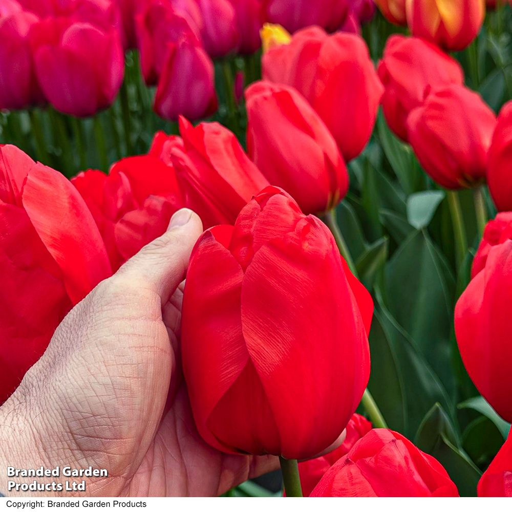 Tulip 'Lalibela' image