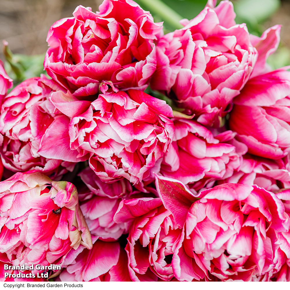 Tulip 'Love Whisper' image