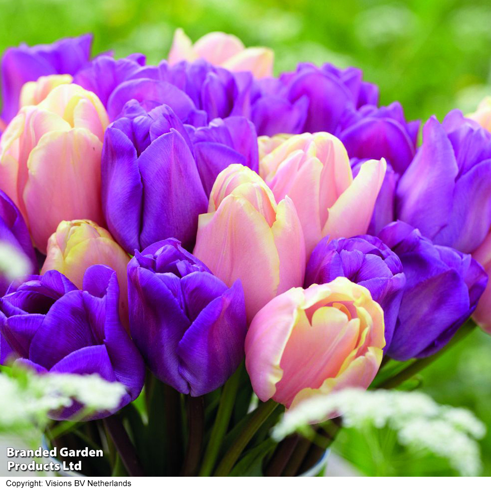 Tulip 'Magic Lavender' and 'Mango Charm' Collection image