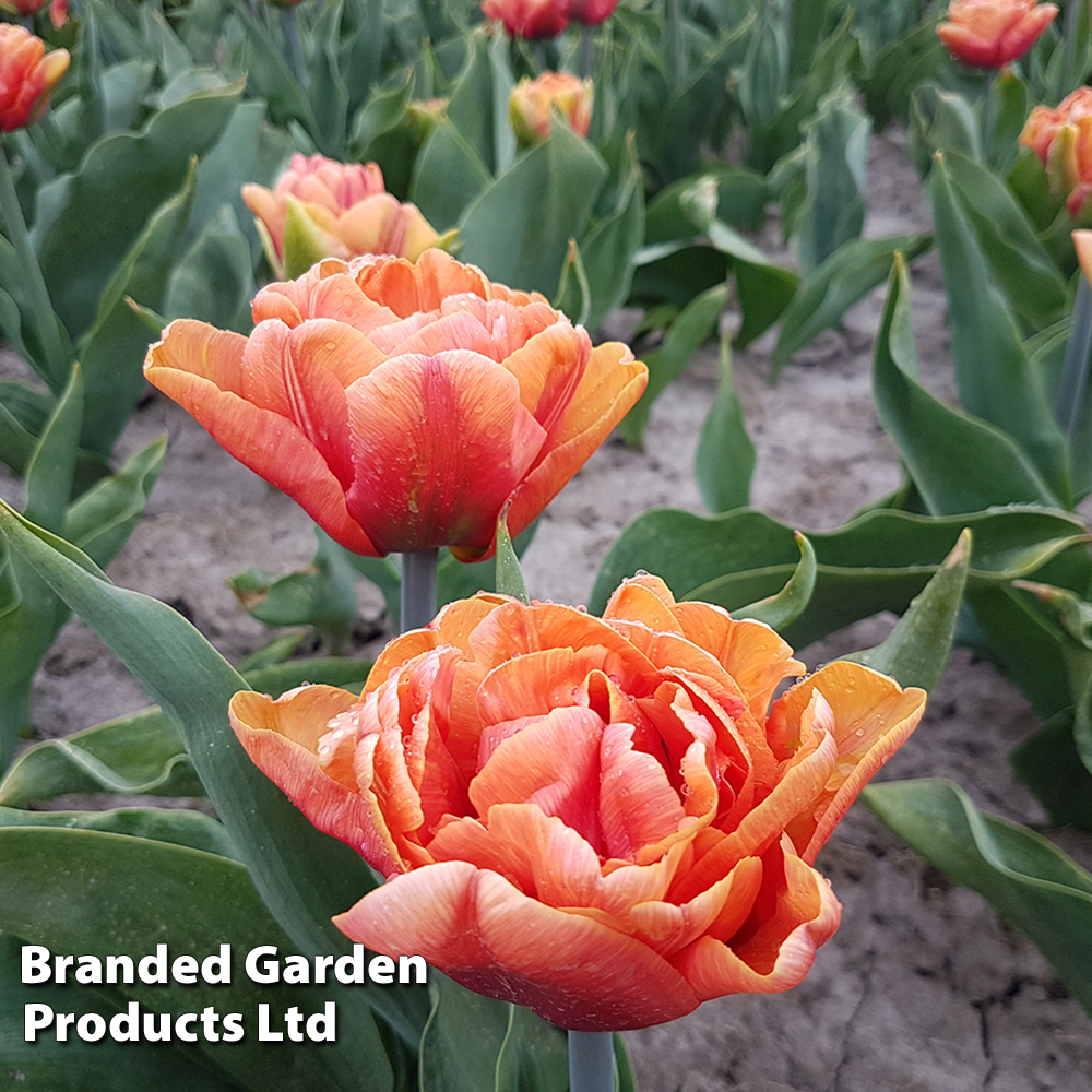 Tulip 'Mai Tai' at Dobies
