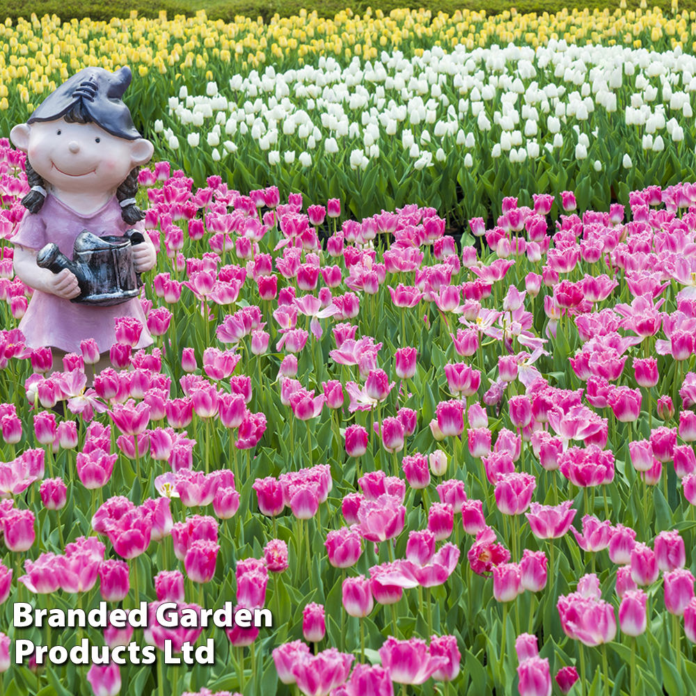 Tulip 'Pink Fountain' image