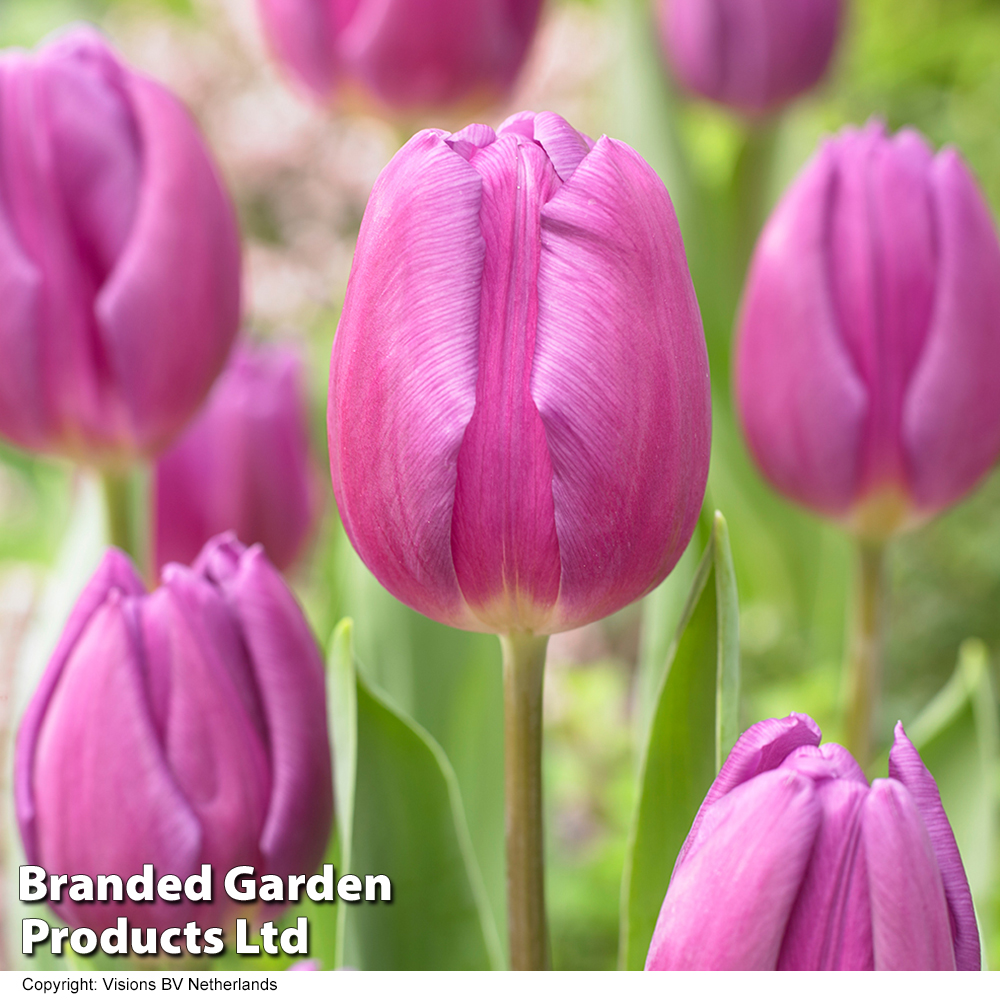 Tulip 'Purple Flag' image