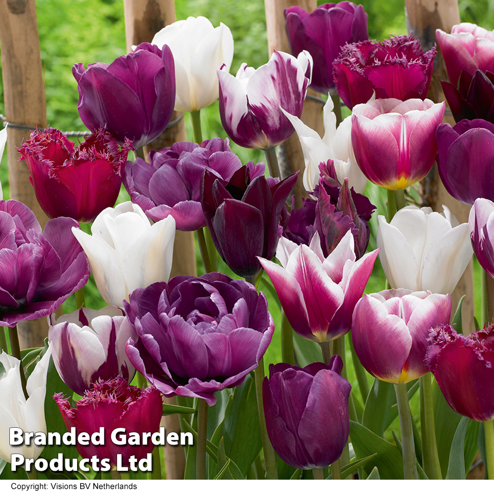 Tulip 'Purple Passion Blend' image