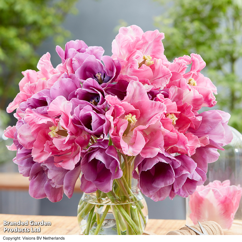 Tulip 'Purple Shades Mix' image