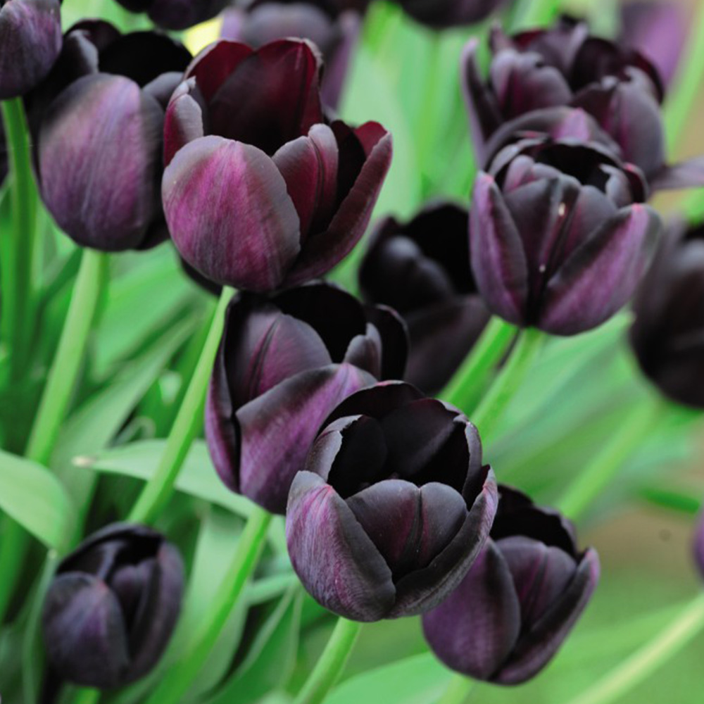 Tulip 'Queen of the Night' image