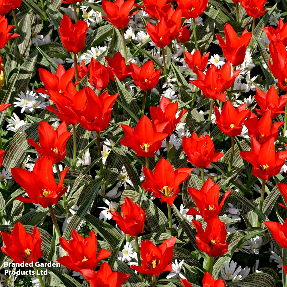 Tulip 'Red Riding Hood' image