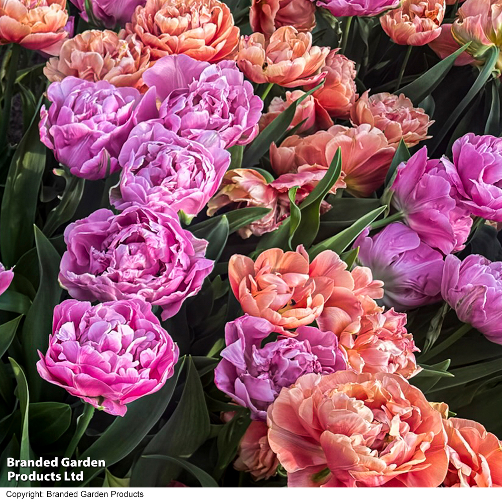 Tulip Sensational Sorbet Collection image