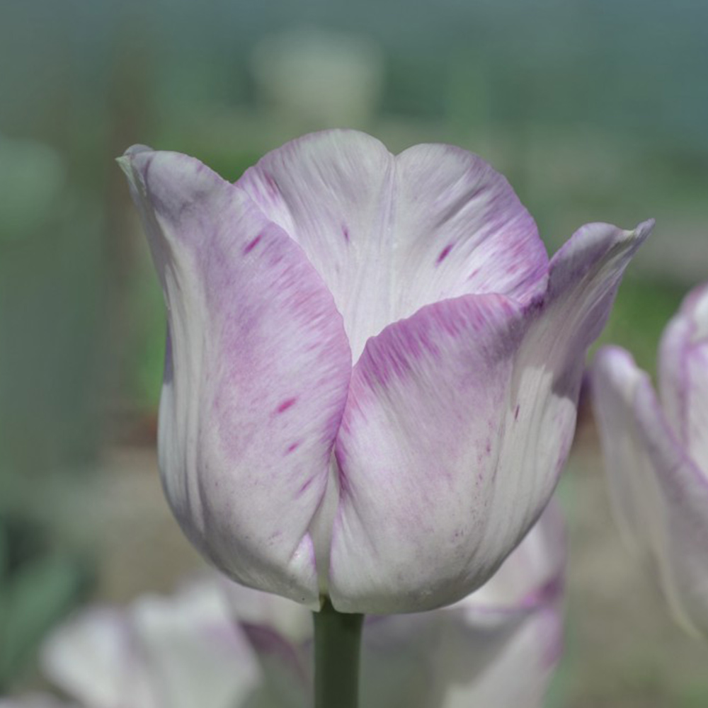 Tulip 'Shirley' image