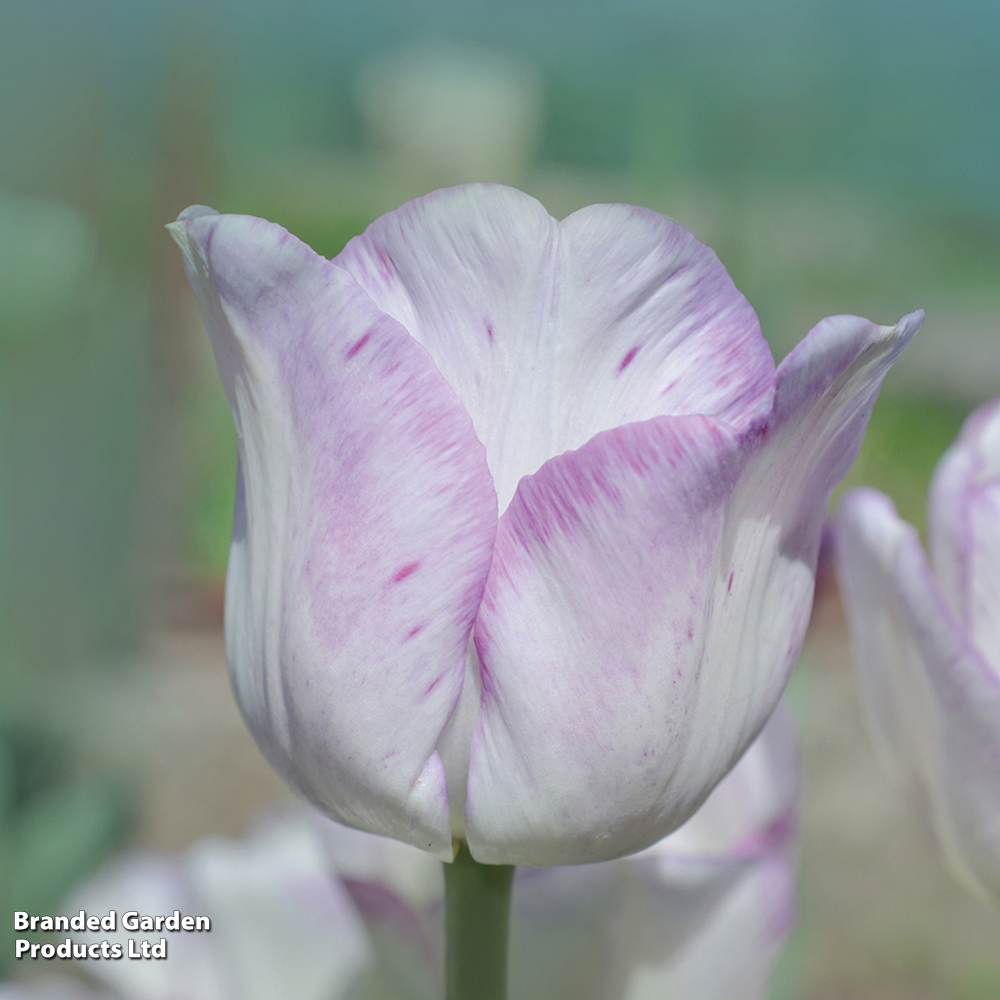 Tulip 'Shirley' image