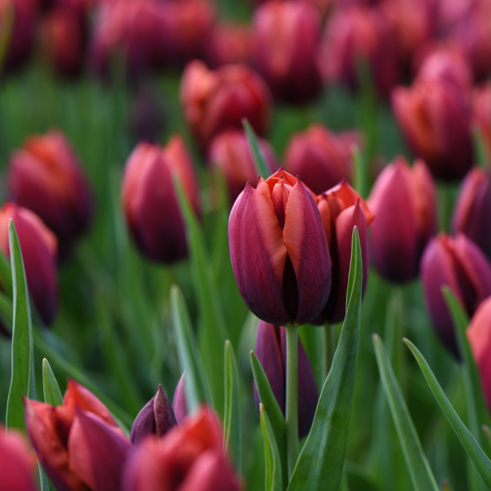 Tulip 'Slawa' image