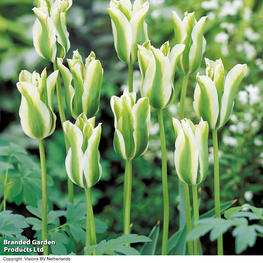 Tulip 'Spring Green' image