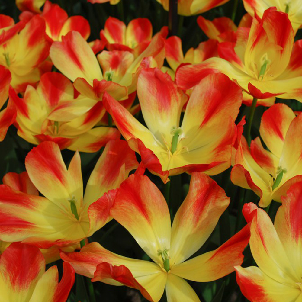 Tulip 'Suncatcher' image