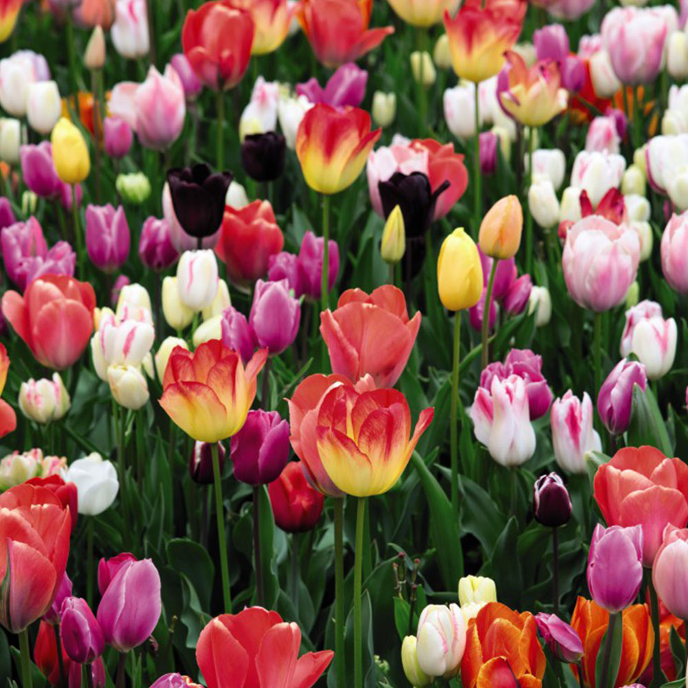 Tulip 'Full Border Mix' image