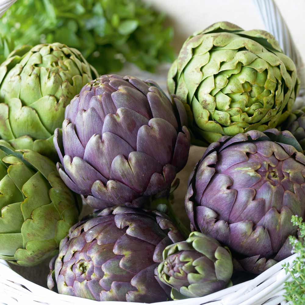 Globe Artichoke 'Purple Globe' image