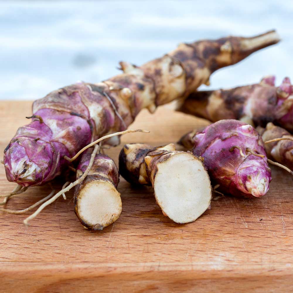 Jerusalem Artichoke 'Papas' (Gourmet Roots) image