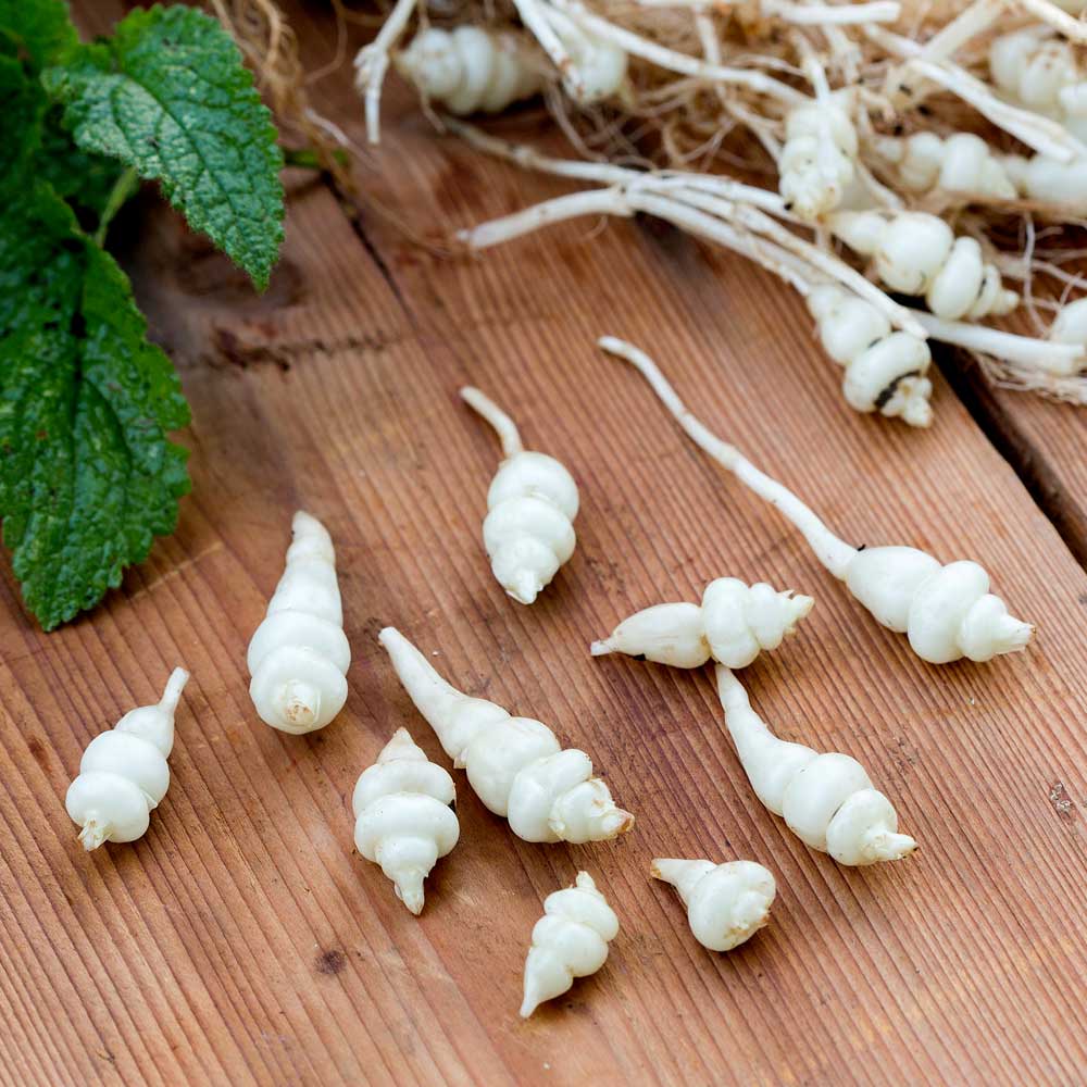 Chinese Artichoke 'Rosoku' image