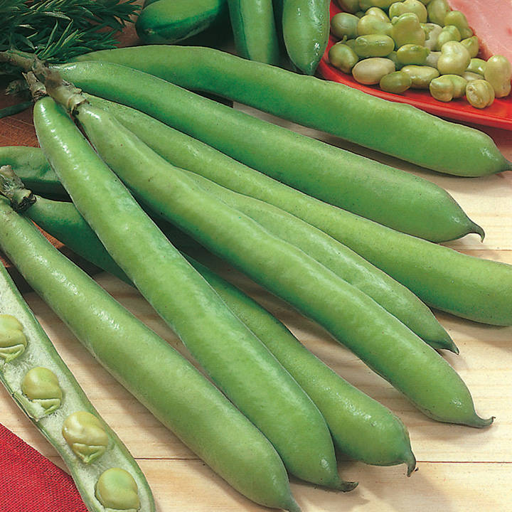 Broad Beans Dreadnought Seeds image