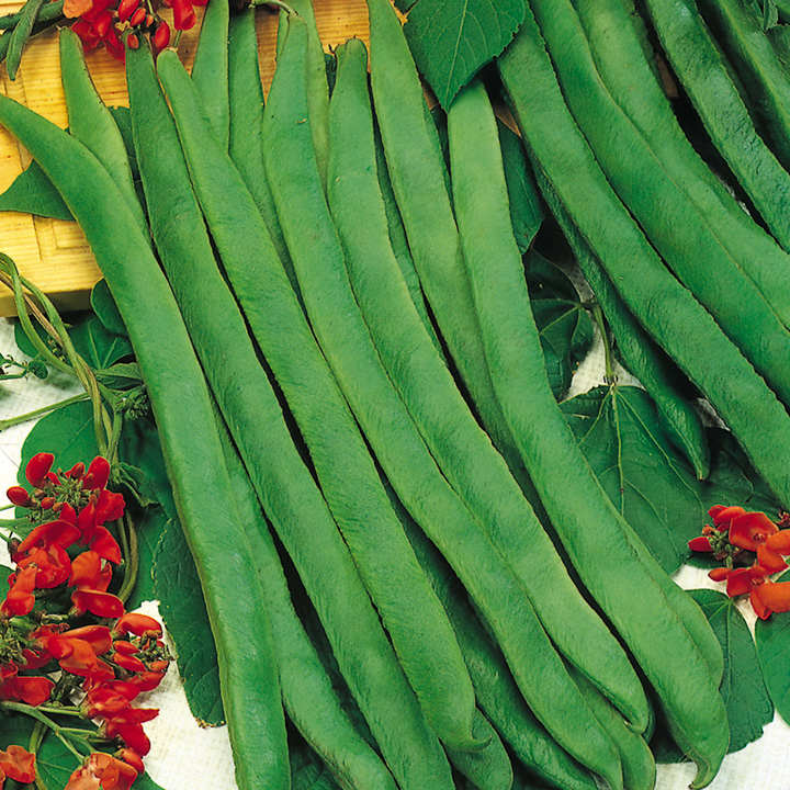 Runner Bean Seeds - Prizewinner image