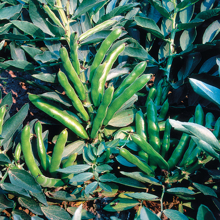 Broad Bean Seeds - The Sutton image