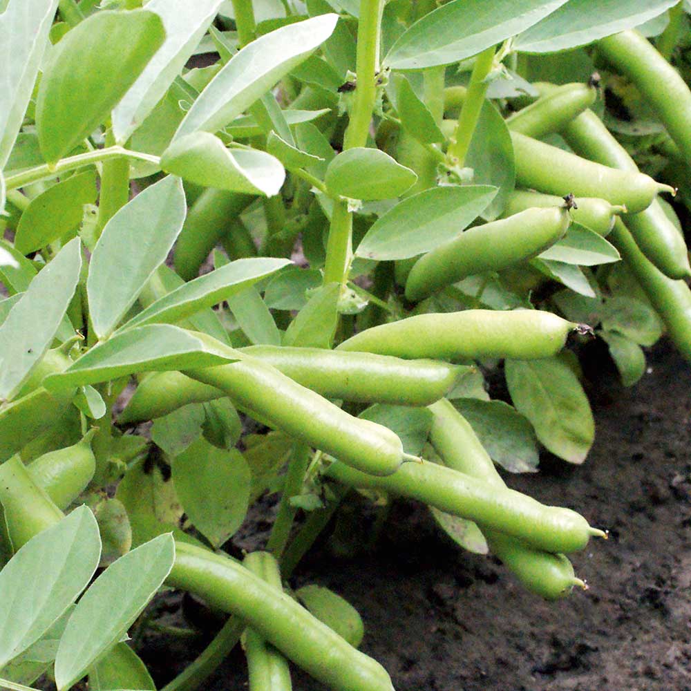 Broad Bean Seeds - De Monica image