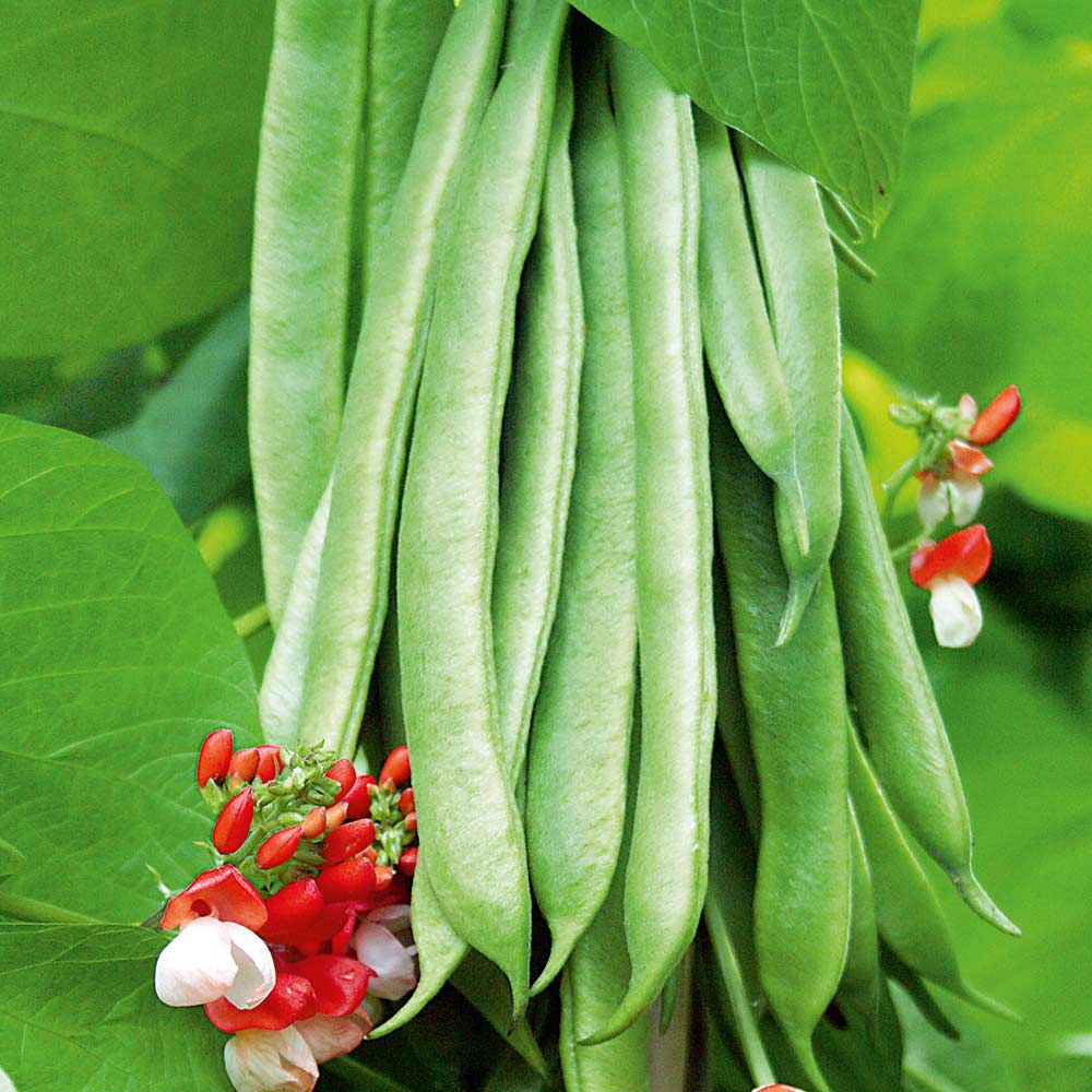 Runner Bean Tenderstar image