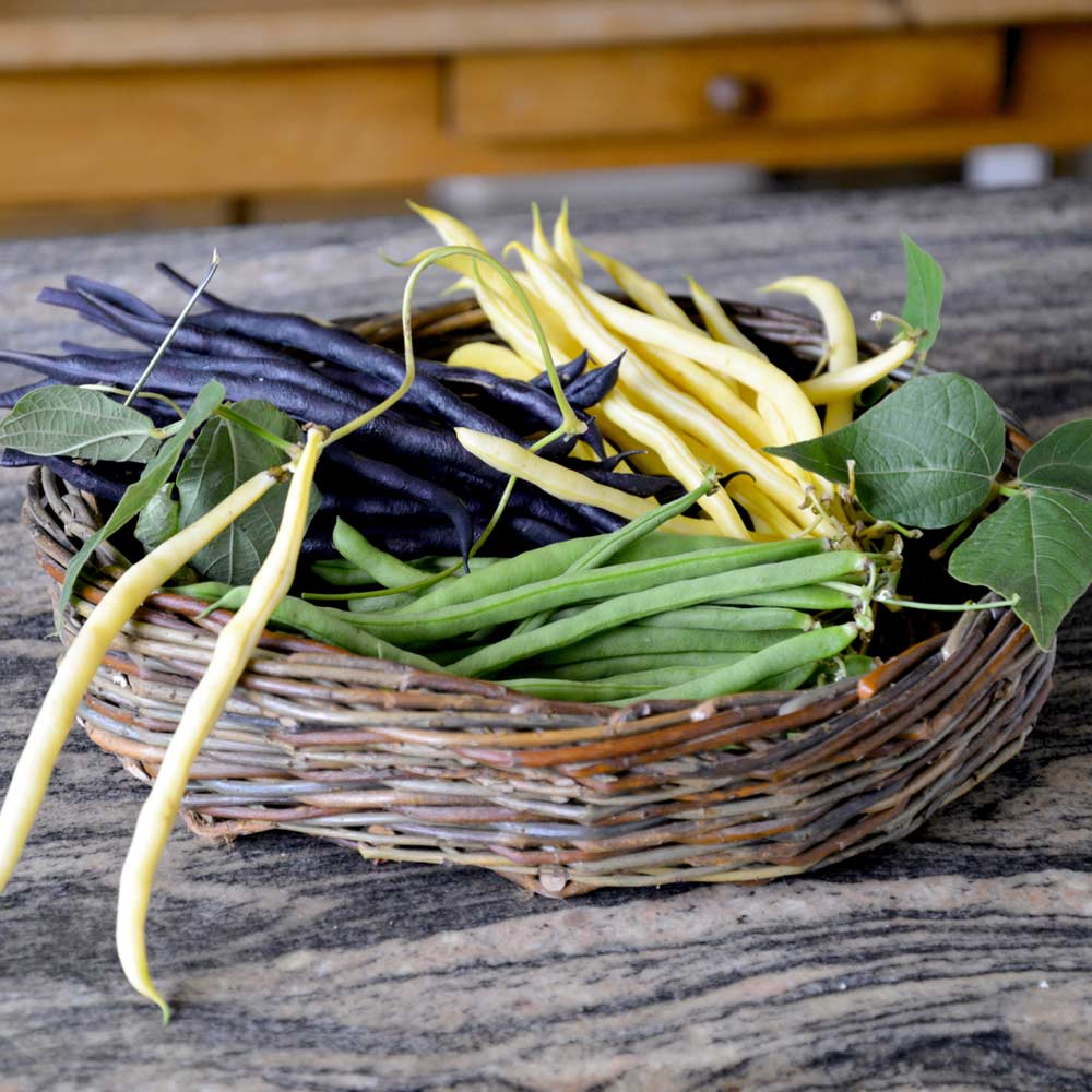 Climbing Bean 'Colourful Collection' image