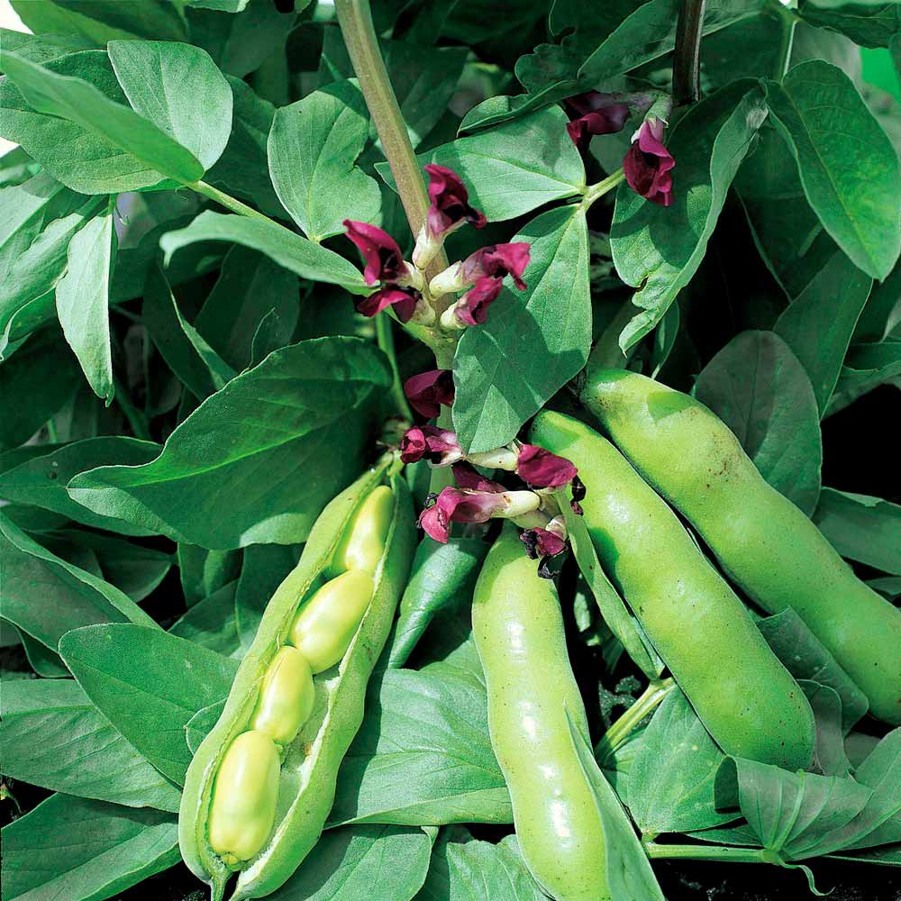 Bean (Broad) Seeds - Crimson Flowered image