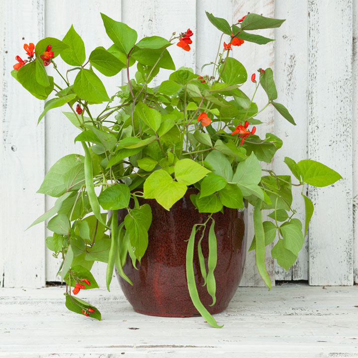 Runner Bean Seeds - Jackpot Mix image