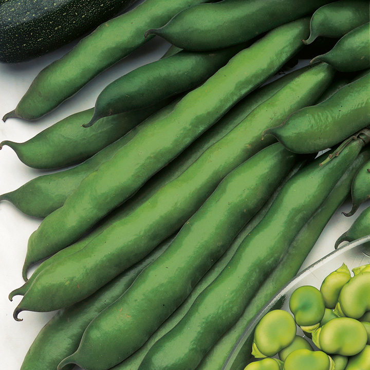 Broad Bean Seeds - Imperial Green Longpod image