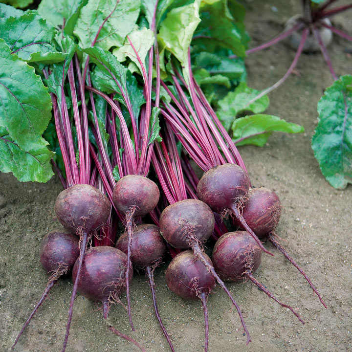 Beetroot (Organic) Seeds - Rhonda image