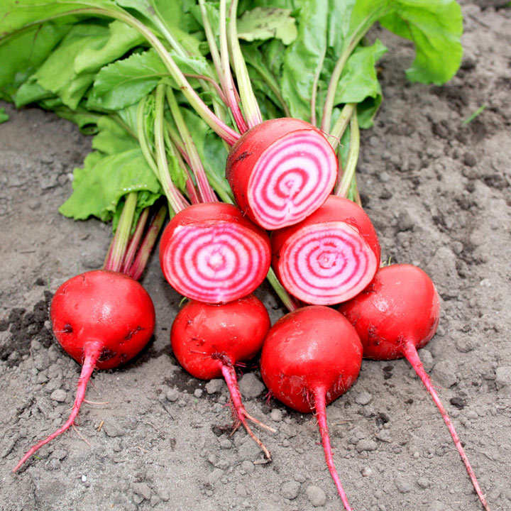 Beetroot (Organic) Seeds - Barabietola Di Chioggia image