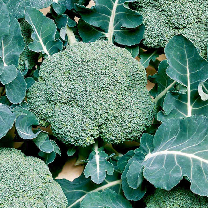 Broccoli Calabrese 'Belstar' F1 - Organic Seeds image