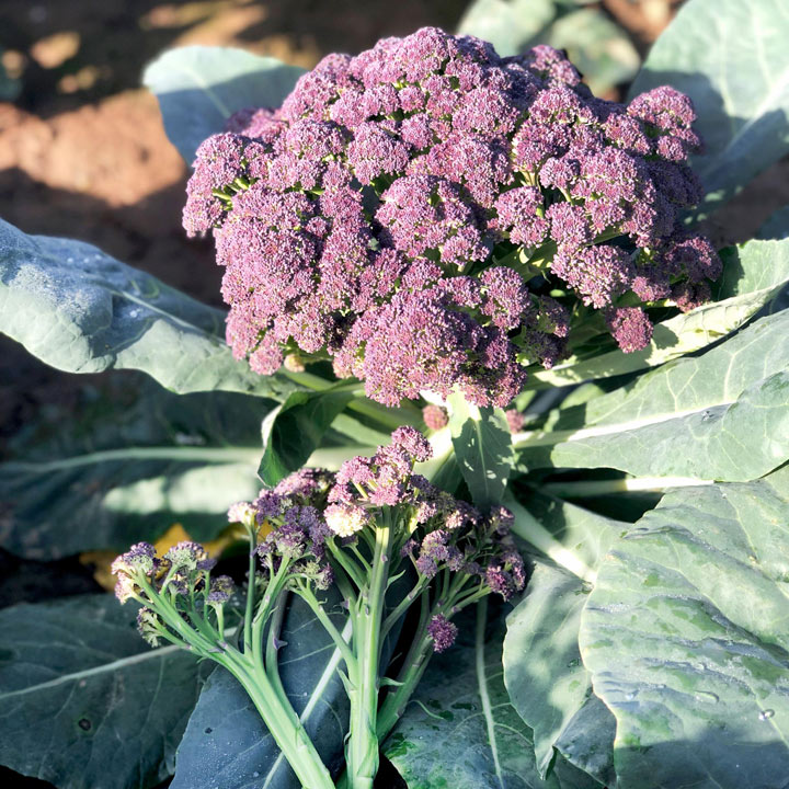 Broccoli Seeds - Purple Rain F1 image