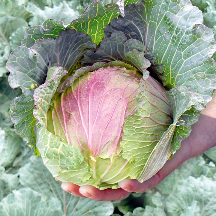 Cabbage Seeds - Noelle F1 image