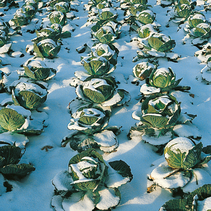 Cabbage Seeds - Tundra F1 image