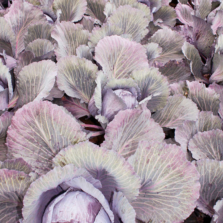 Cabbage 'Lodero' F1 Hybrid (Autumn Red Cabbage) image