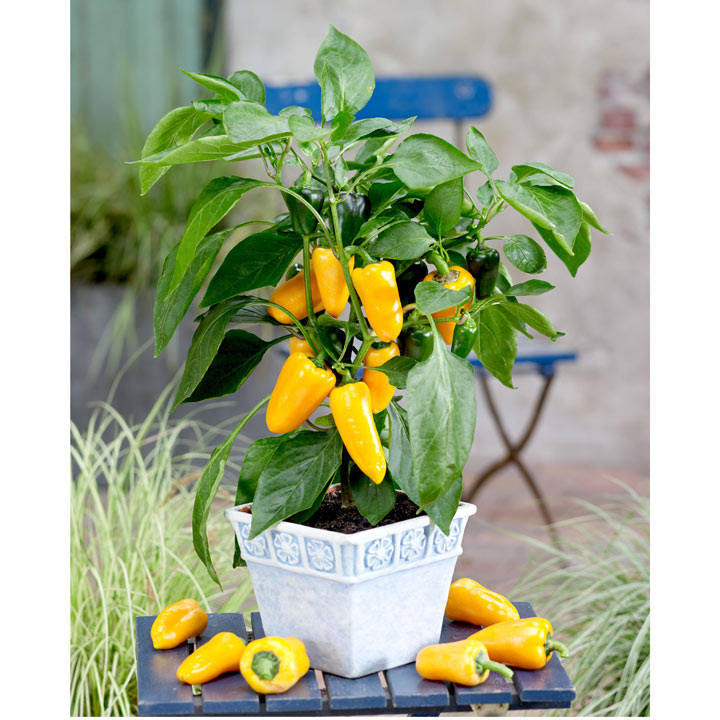 Sweet Pepper 'Pillar Yellow' image